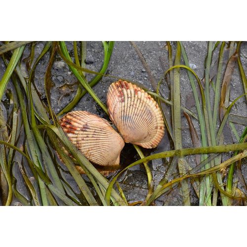 Alaska-Ketchikan-cockle shell on beach